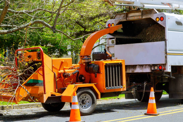 Best Affordable Tree Service  in Kilmarnock, VA